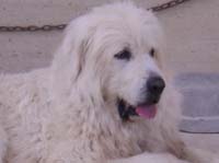 abruzzese mastiff baffo type